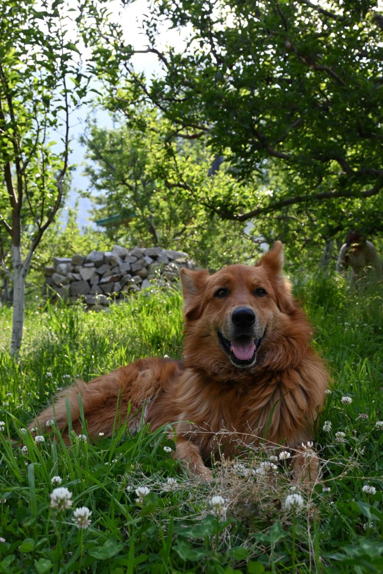 Cascade Mountain Retreat Manali Bed and Breakfast Εξωτερικό φωτογραφία